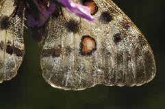 Apollofalter - Zum Vergroessern klicken!